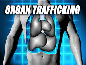 organ_traffick11-03-2009_1.jpg