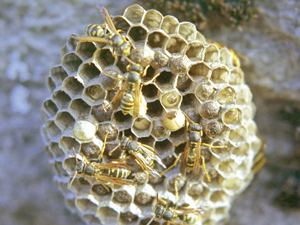 bee_hive300x225.jpg