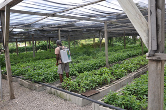 greenhouse_antigua02-05-2013.jpg