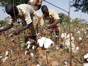 kenya_cotton_farm09-29-2009.jpg
