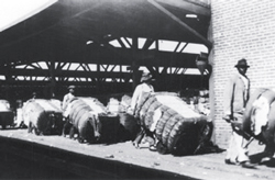 cotton_bales11-29-2011.jpg