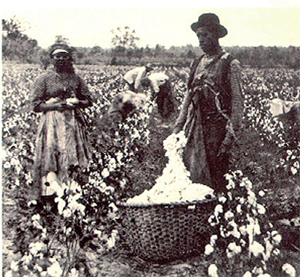 cotton_pick11-29-2011.jpg