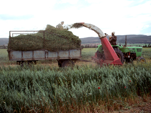 farmland.jpg