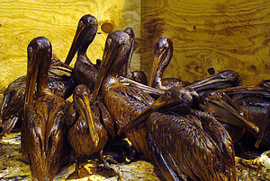 oiled_pelicans06-2010.jpg