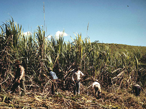 sugar_cane_growers.jpg