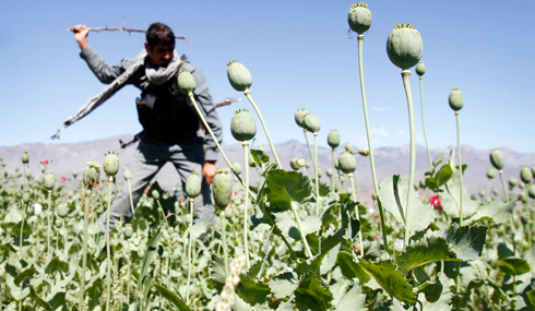 afghanistan_opium_05-21-2013.jpg