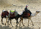 camel_rider_no19_10-29-2013.jpg