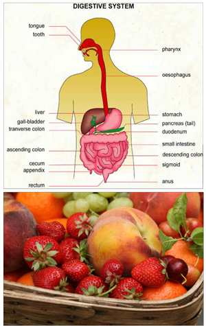 digestive_system.jpg