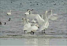 swans_lake_erie.jpg