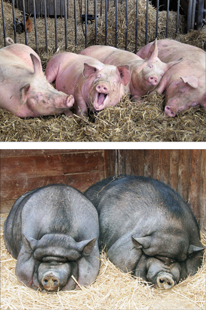 swine.jpg