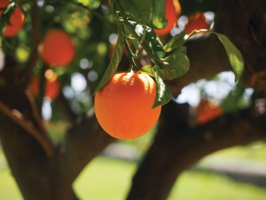 orange-tree.jpg